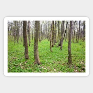 Hornbeam forest Sticker